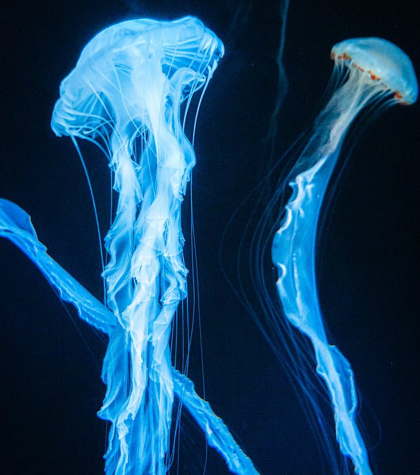jellyfish swimming in dark ocean