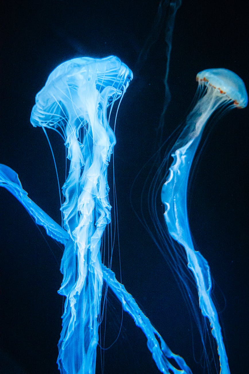 Box jellyfish