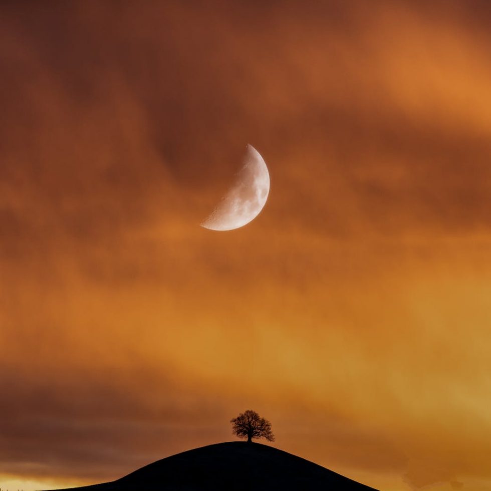 silhouette of tree under half moon