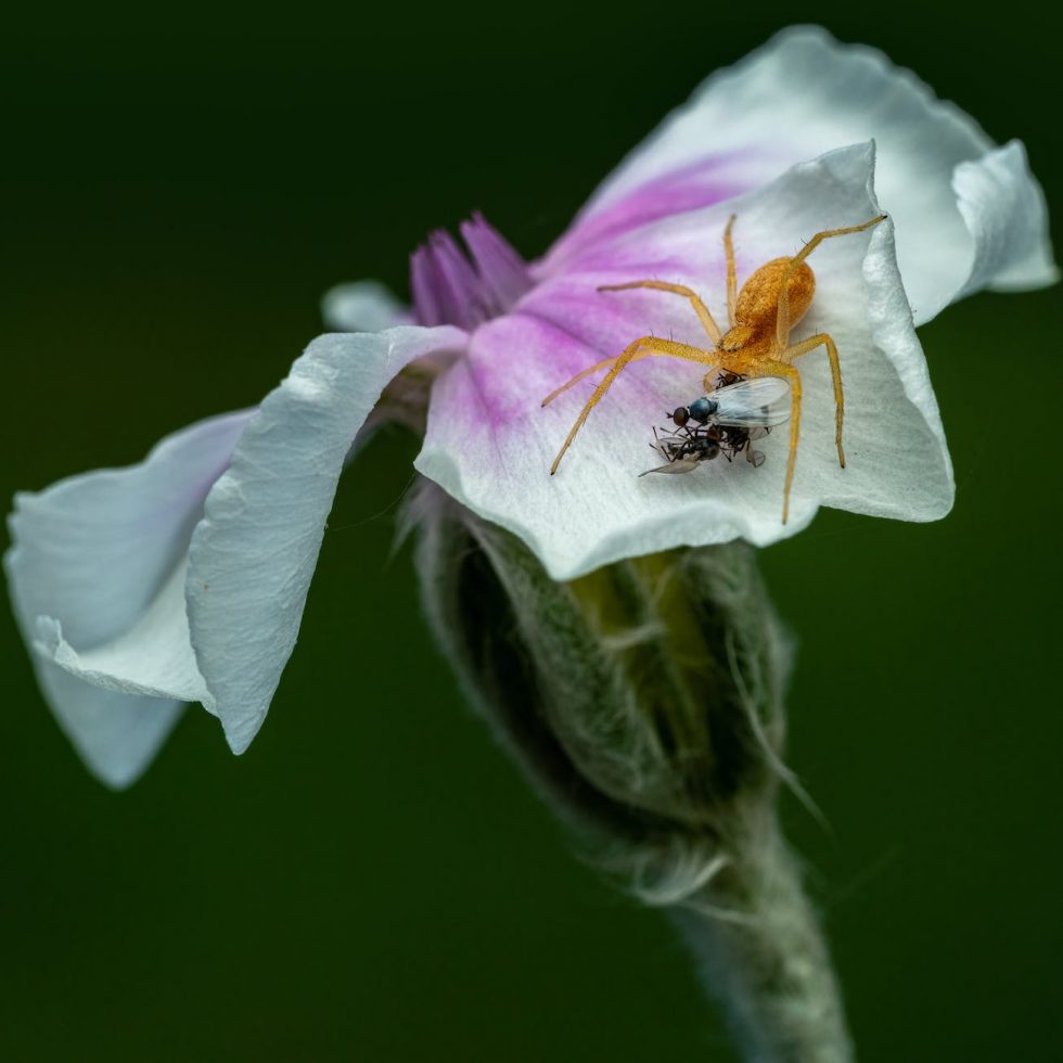 a spider and flies on a petal of a flower